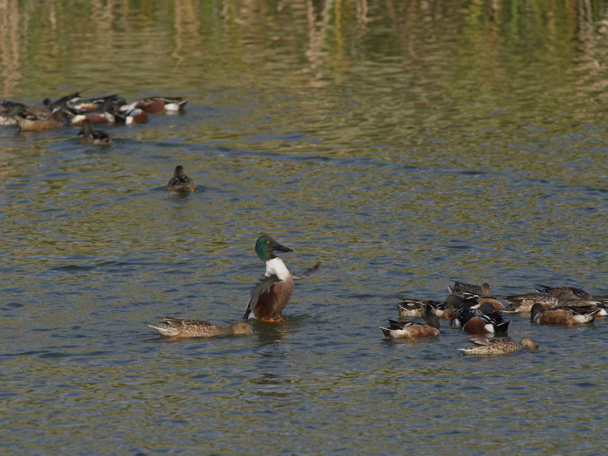 מרית צפונית - ML646920744