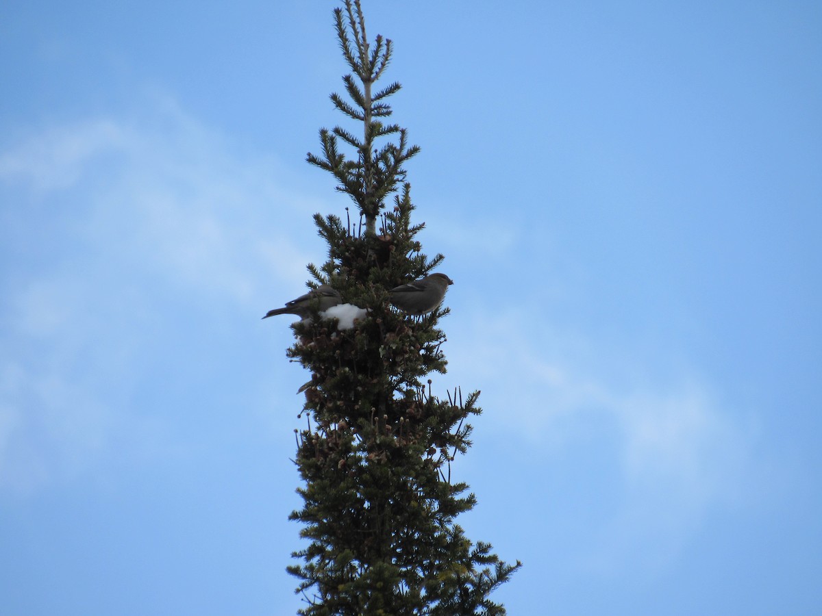 Pine Grosbeak - ML646920746