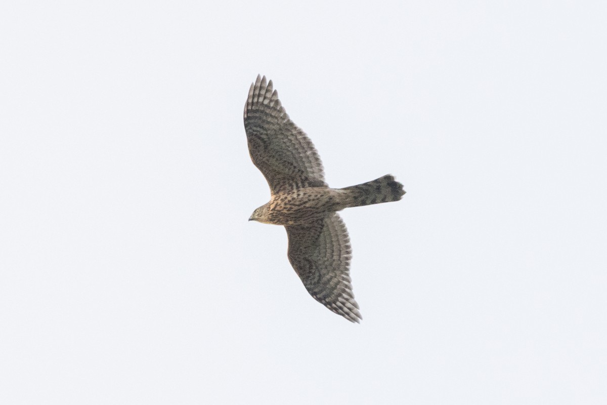 Яструб великий - ML646920750