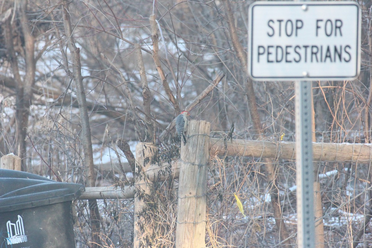 Red-bellied Woodpecker - ML646920751
