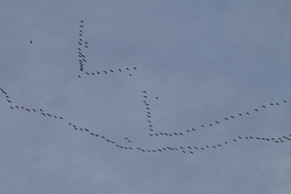 Snow Goose - ML646920757