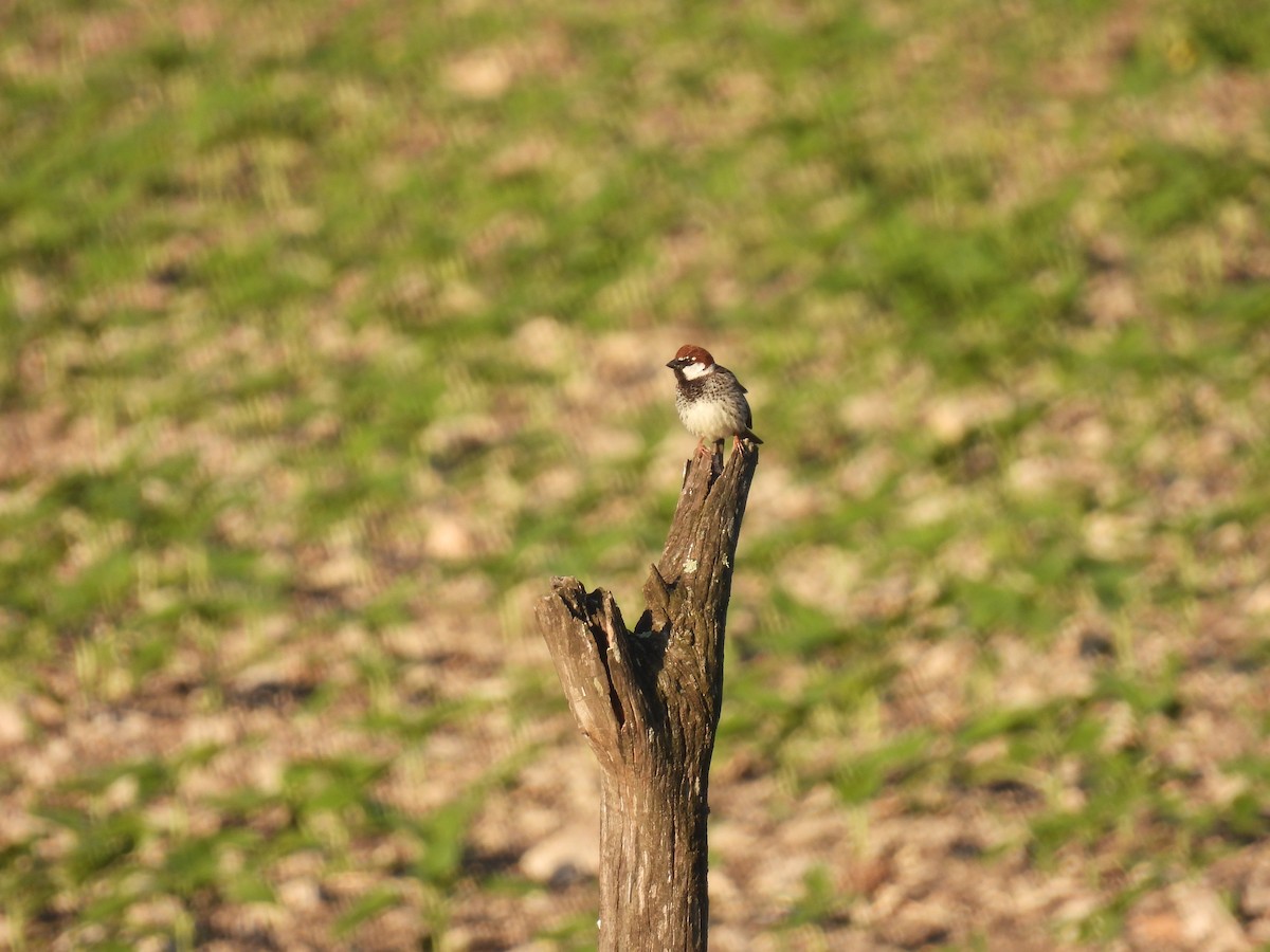 Txolarre iluna - ML646920764