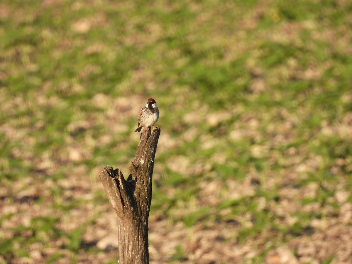 Txolarre iluna - ML646920765