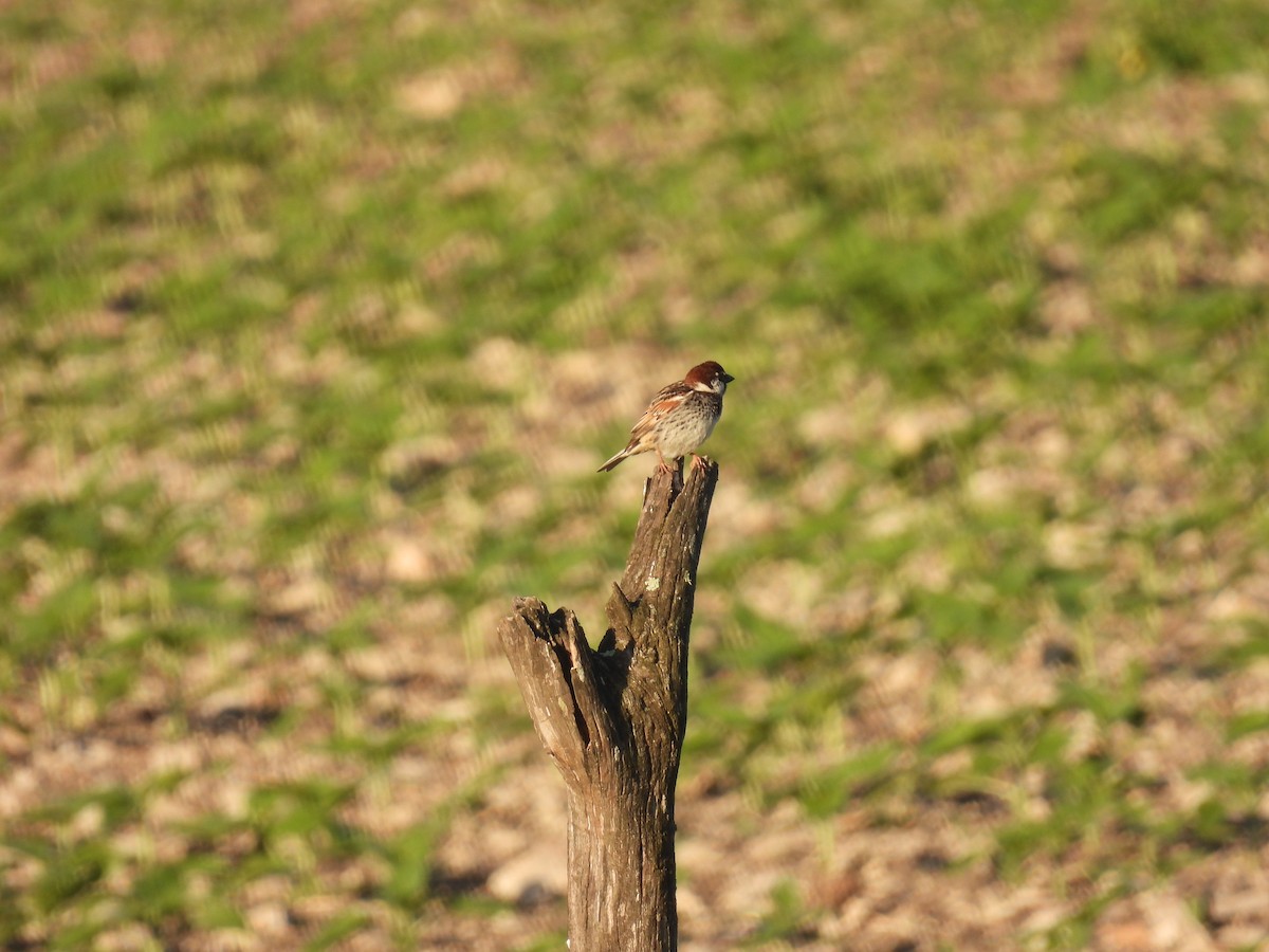 Txolarre iluna - ML646920766