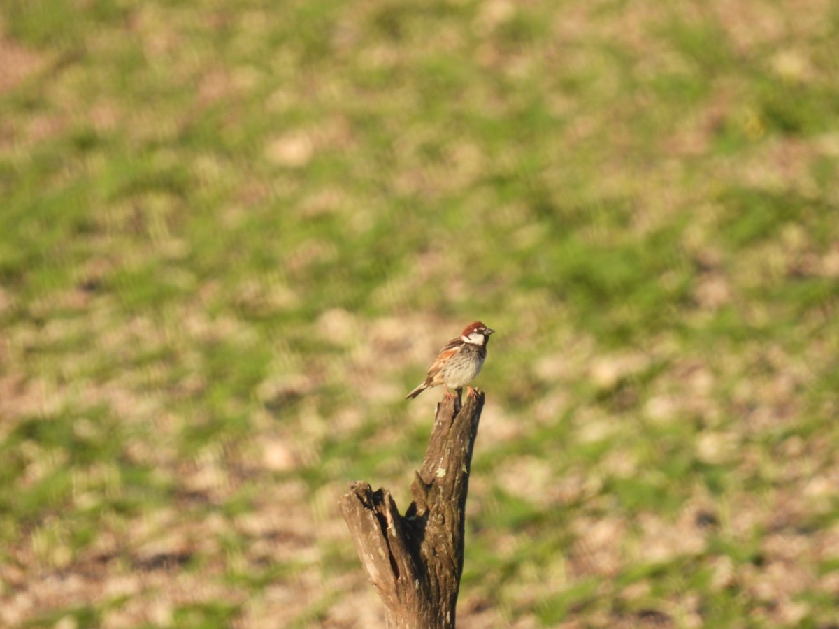 Txolarre iluna - ML646920767