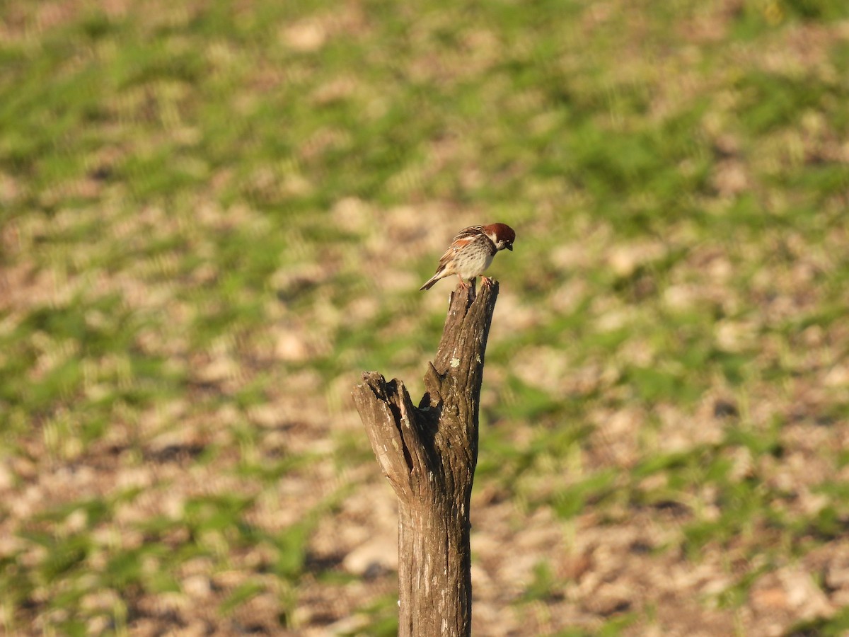 Txolarre iluna - ML646920768