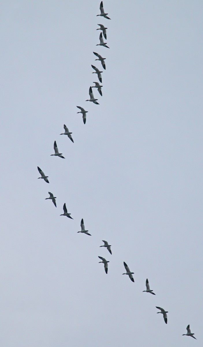 Snow Goose - ML646920770