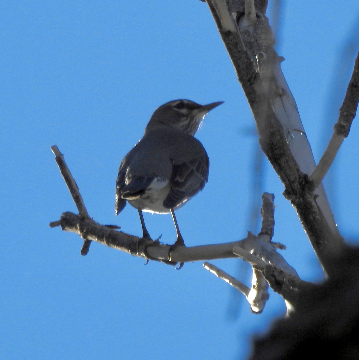 American Robin - ML646920771