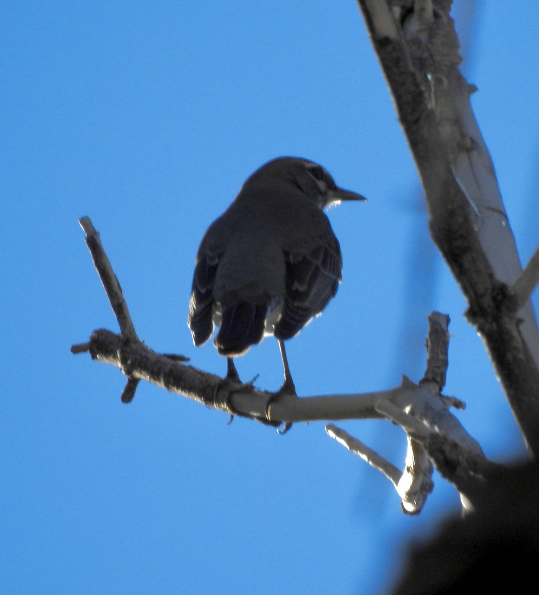 American Robin - ML646920772
