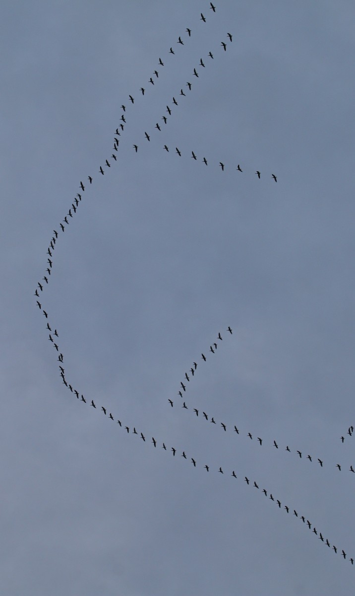 Snow Goose - ML646920774