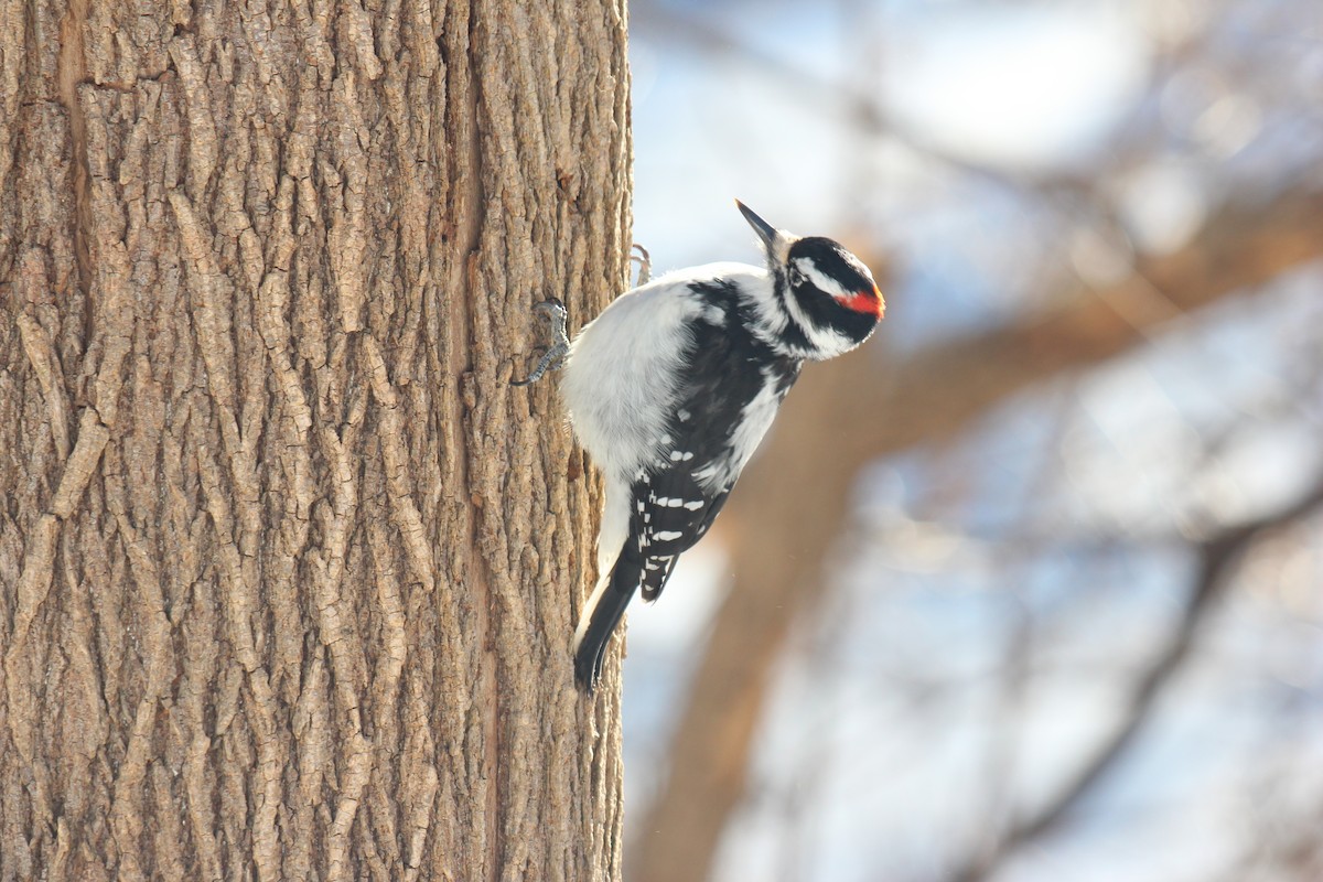 Downy Woodpecker - ML646920785