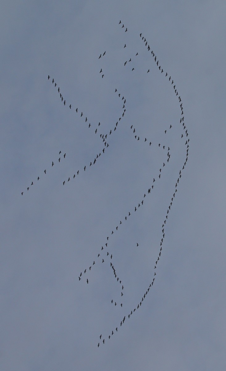 Snow Goose - ML646920786