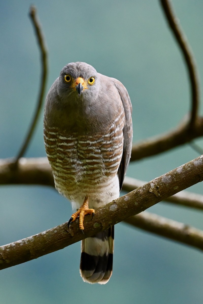 Roadside Hawk - ML646920789
