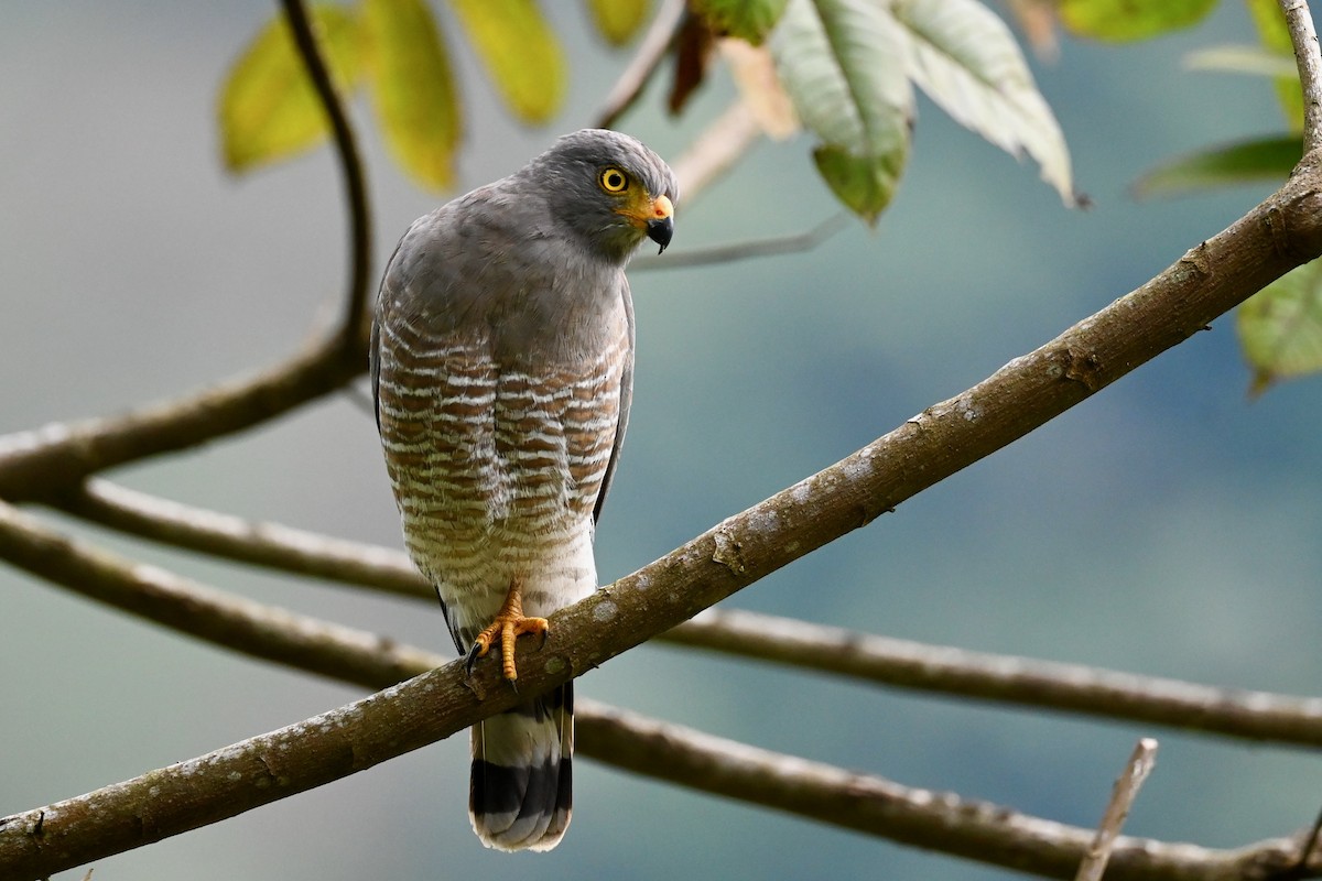 Roadside Hawk - ML646920790