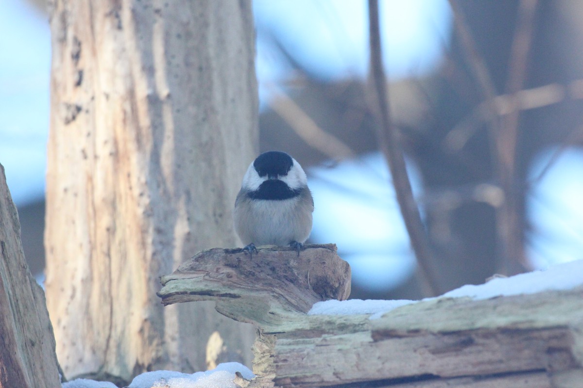 Black-capped Chickadee - ML646920791
