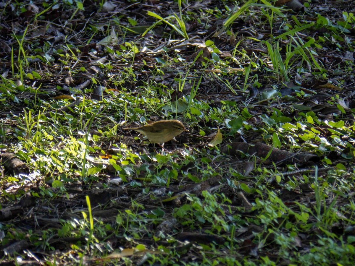Common Chiffchaff - ML646920792