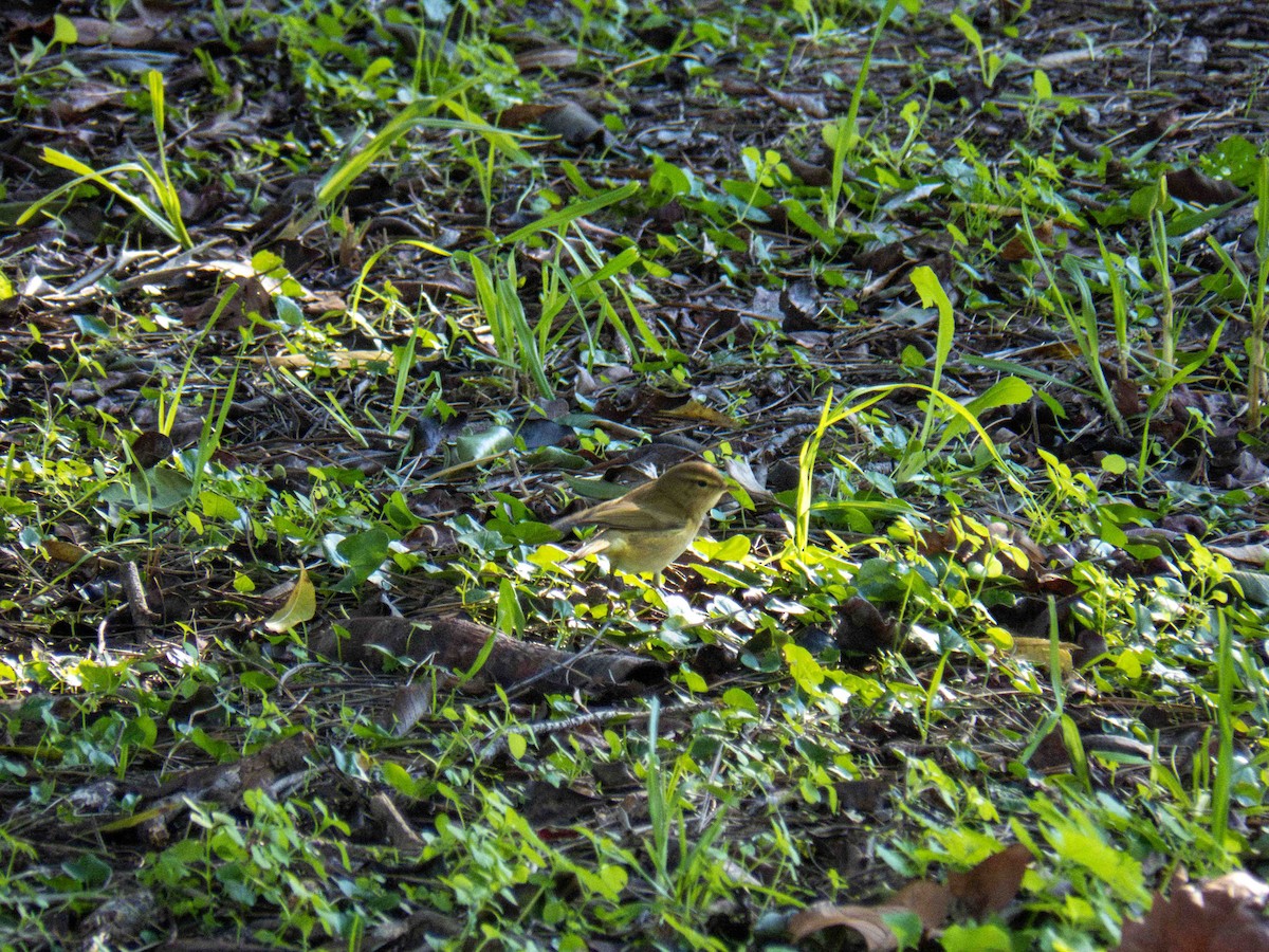 Common Chiffchaff - ML646920793