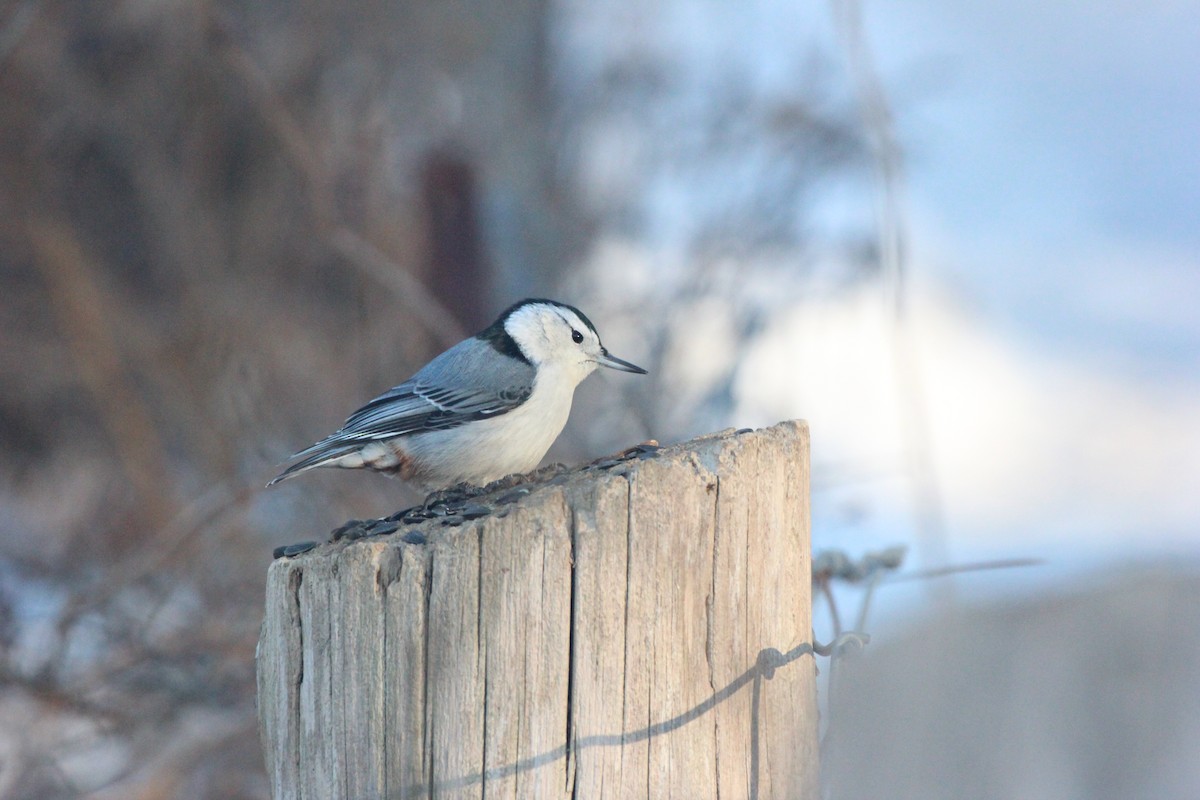 ムナジロゴジュウカラ - ML646920796