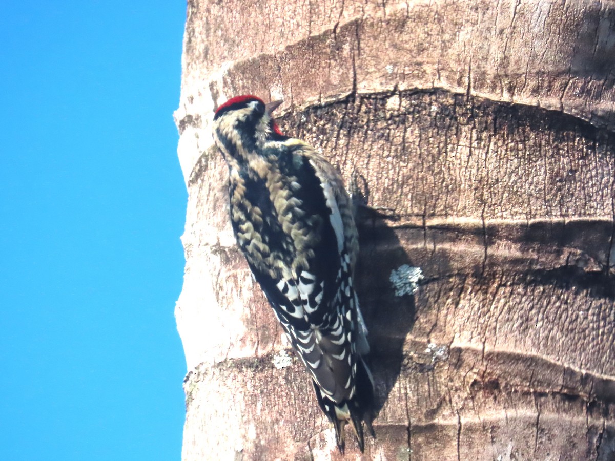 נקר צהוב-בטן - ML646920798