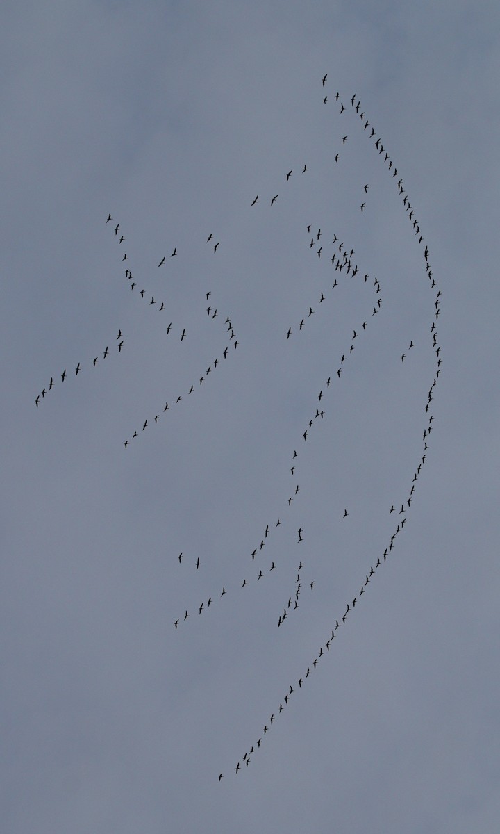 Snow Goose - ML646920806