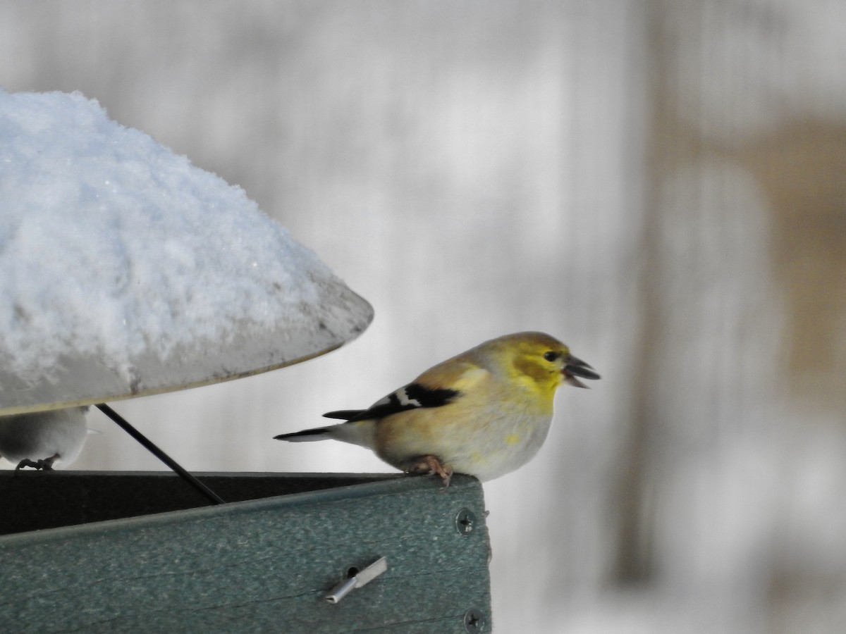 American Goldfinch - ML646920810