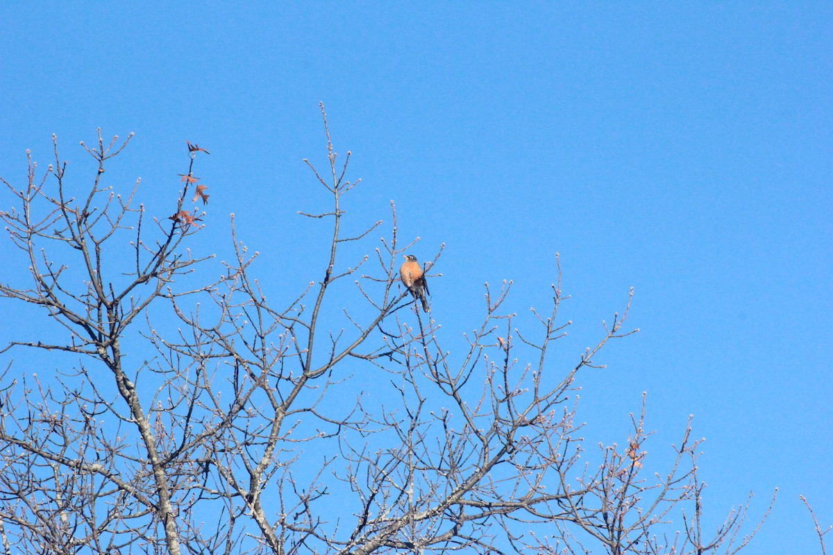 コマツグミ - ML646920811