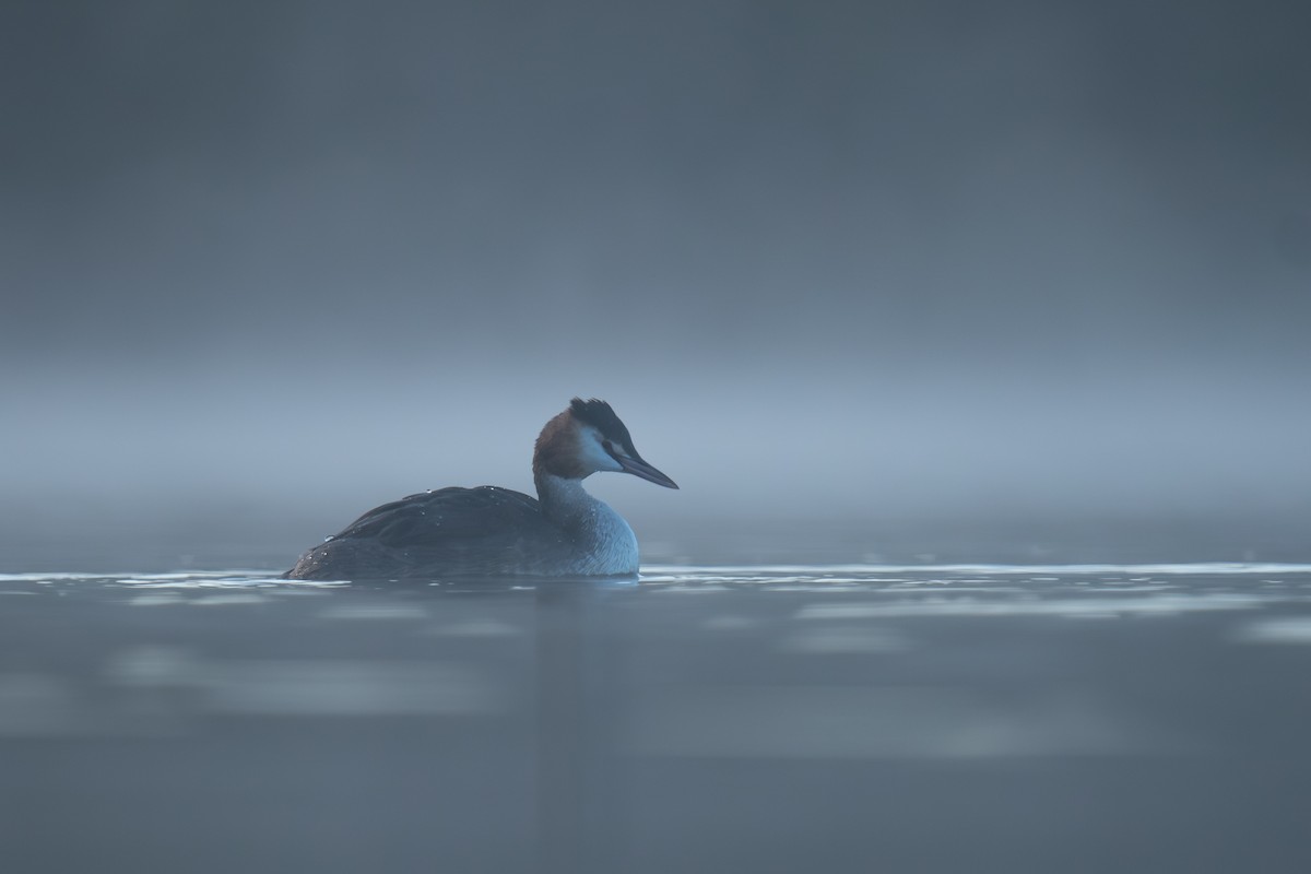 カンムリカイツブリ - ML646920818