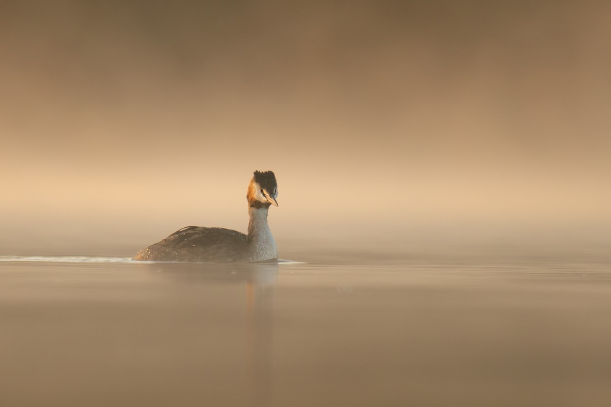 カンムリカイツブリ - ML646920819