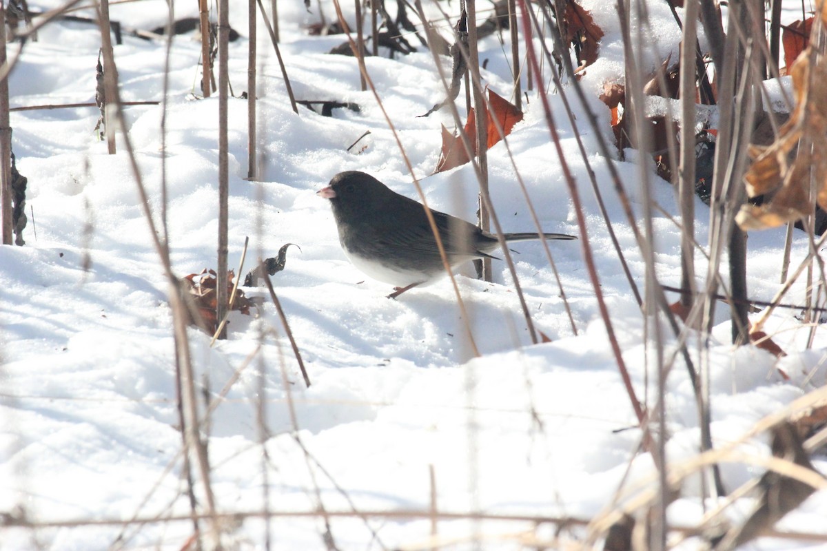 ユキヒメドリ - ML646920820