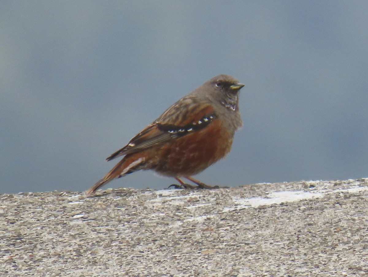 イワヒバリ - ML646920824