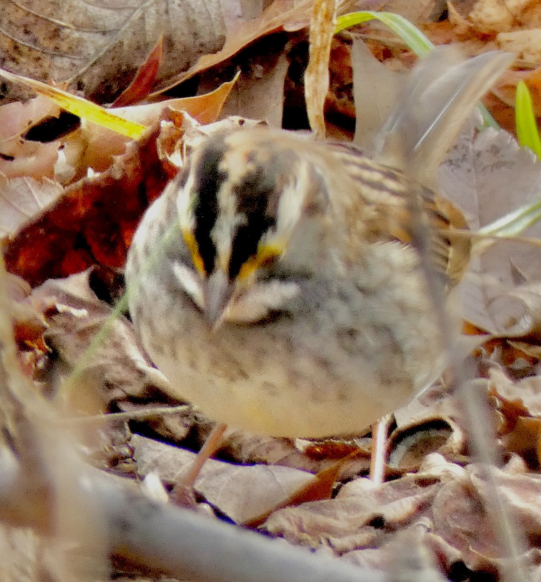 ノドジロシトド - ML646920833