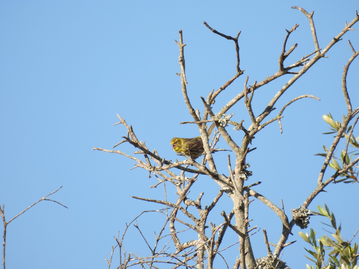 セリン - ML646920834