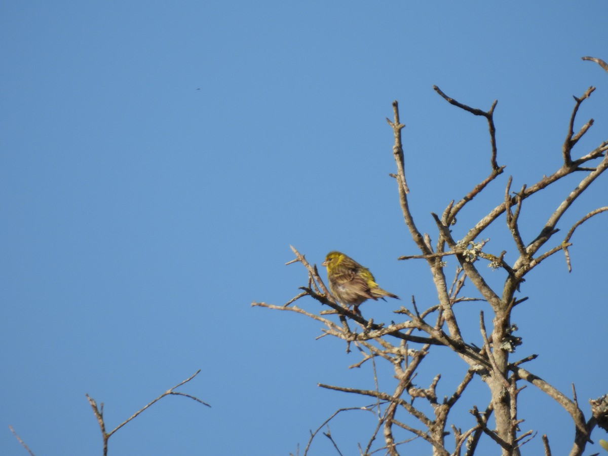 セリン - ML646920835