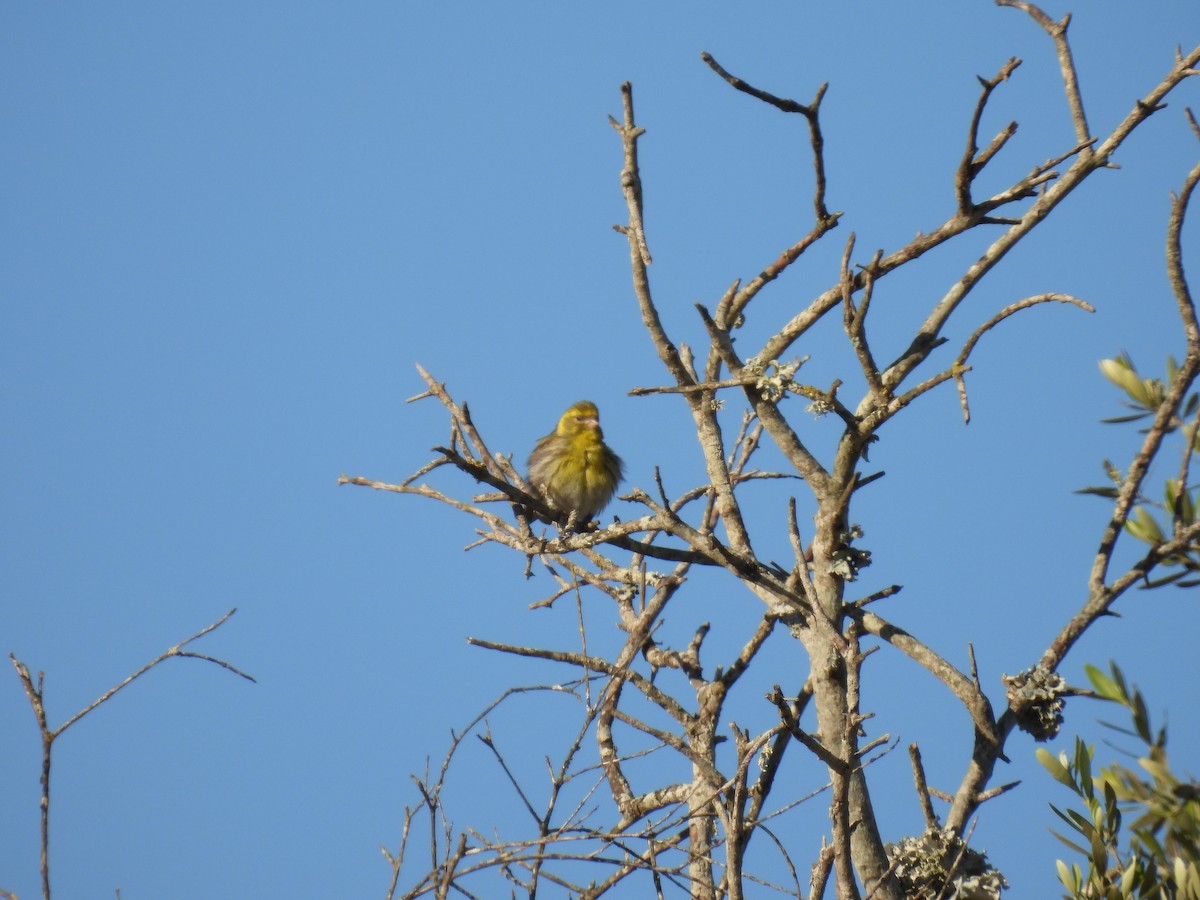 セリン - ML646920836