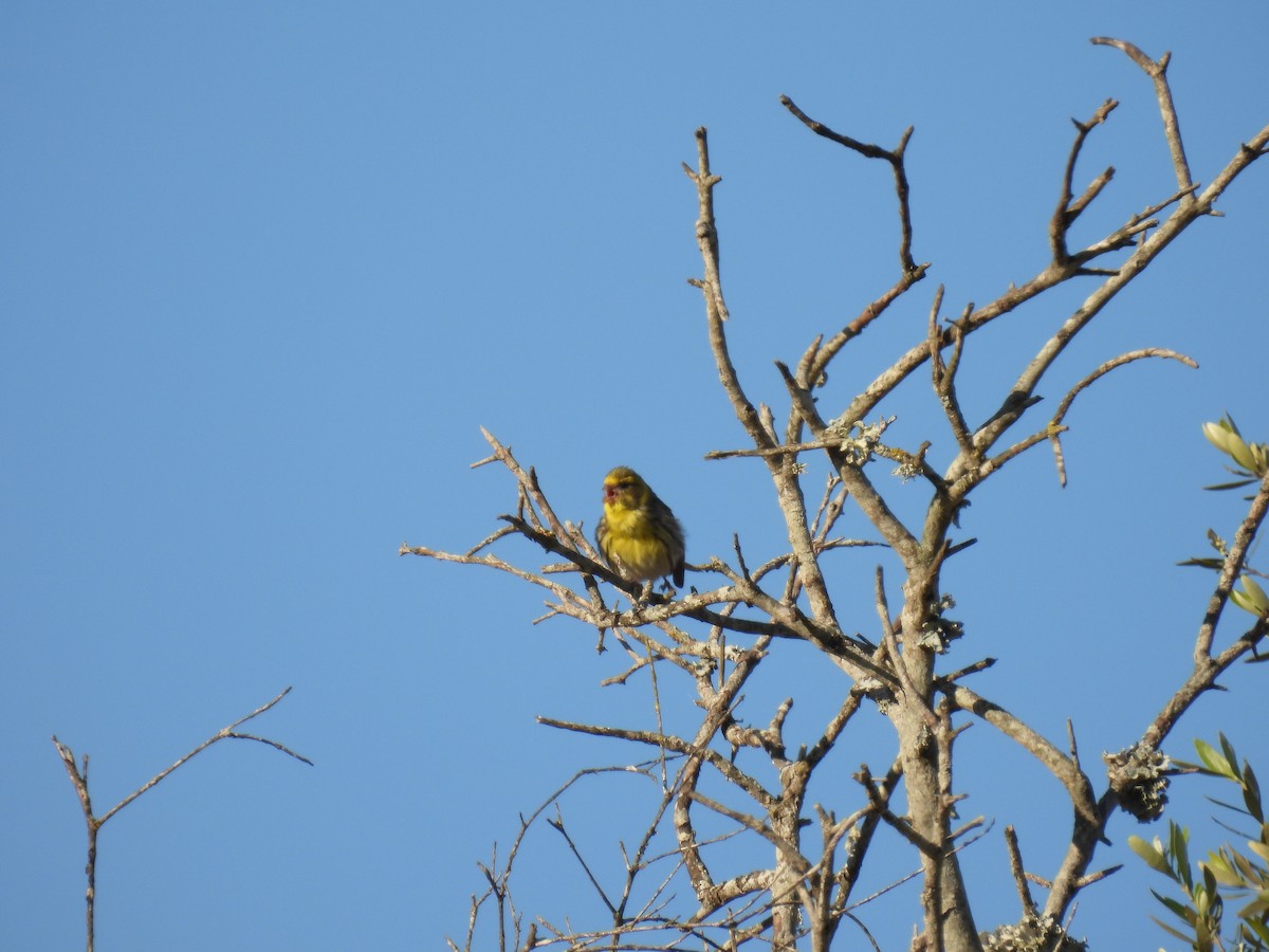 セリン - ML646920837