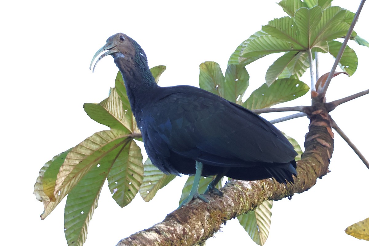 アオアシトキ - ML646920838