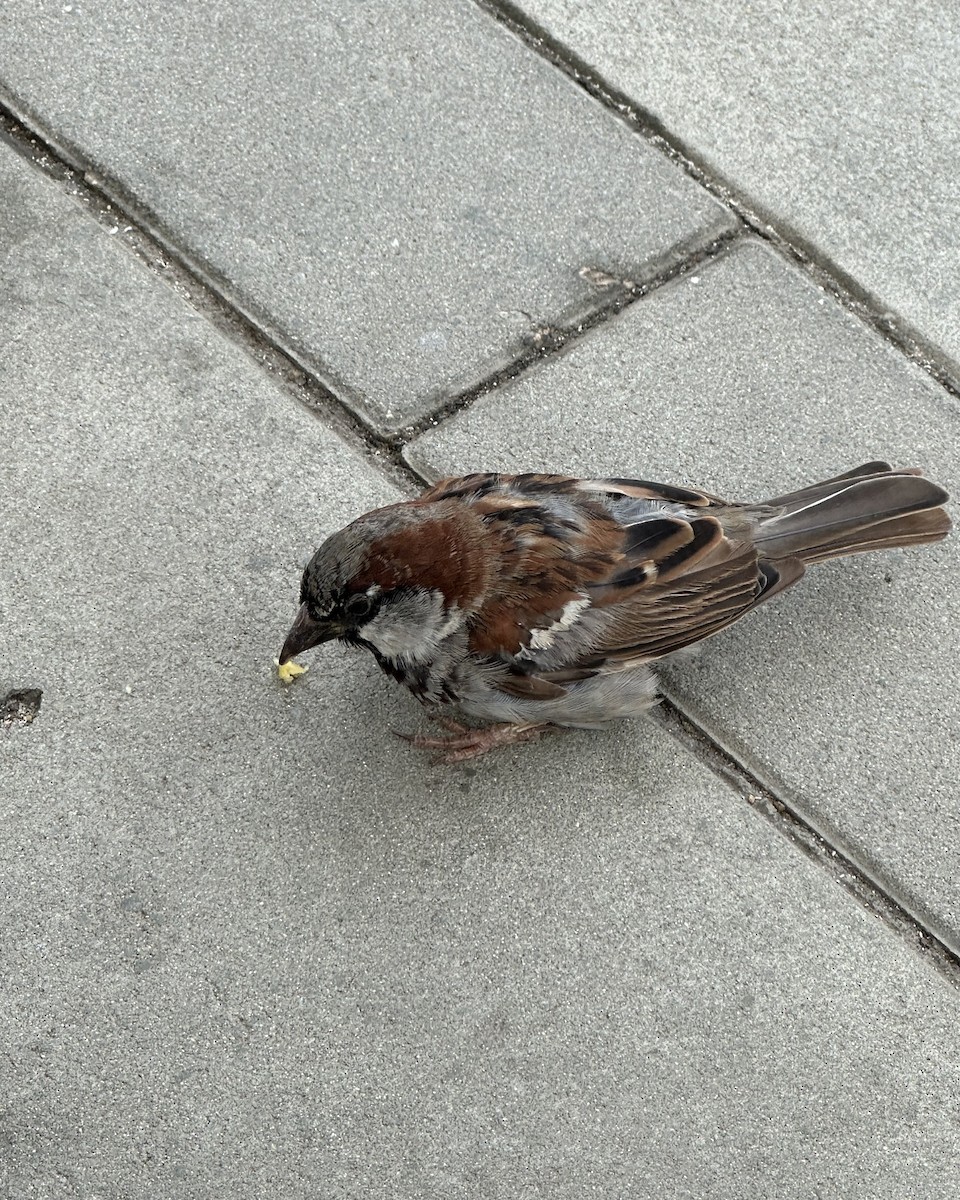 イエスズメ - ML646920839