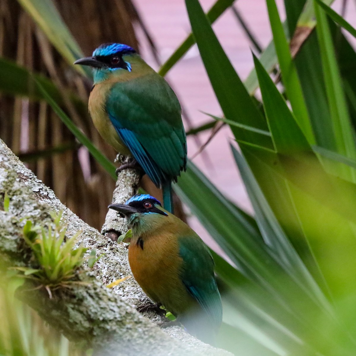 レッソンハチクイモドキ - ML646920844