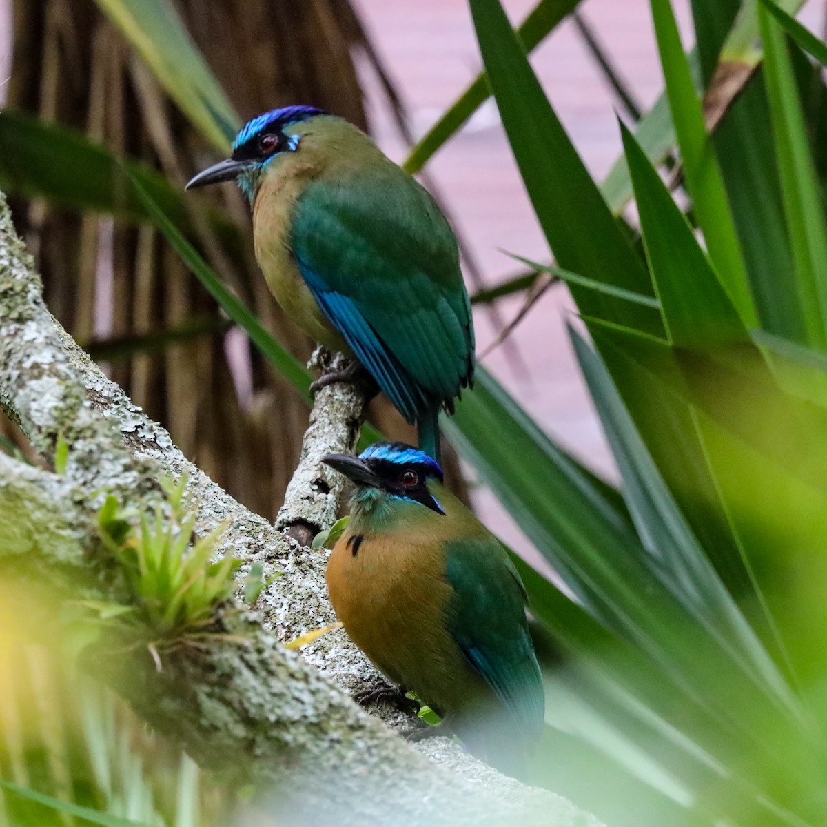 レッソンハチクイモドキ - ML646920845