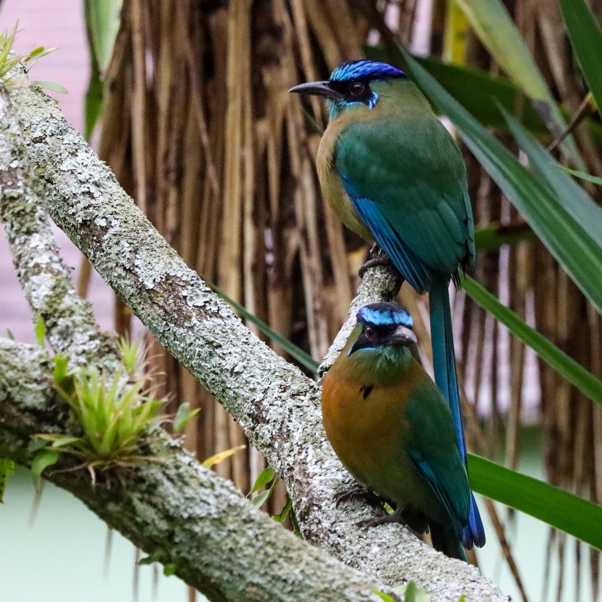 レッソンハチクイモドキ - ML646920846