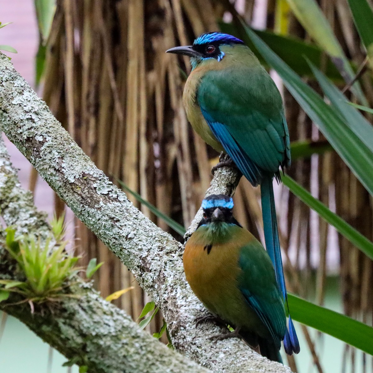 レッソンハチクイモドキ - ML646920849