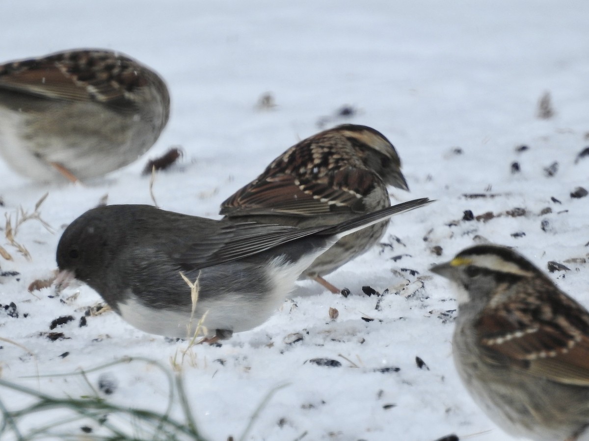 Dark-eyed Junco - ML646920851
