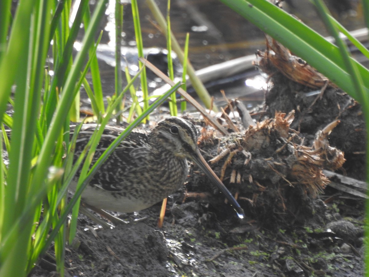 アメリカタシギ - ML646920853