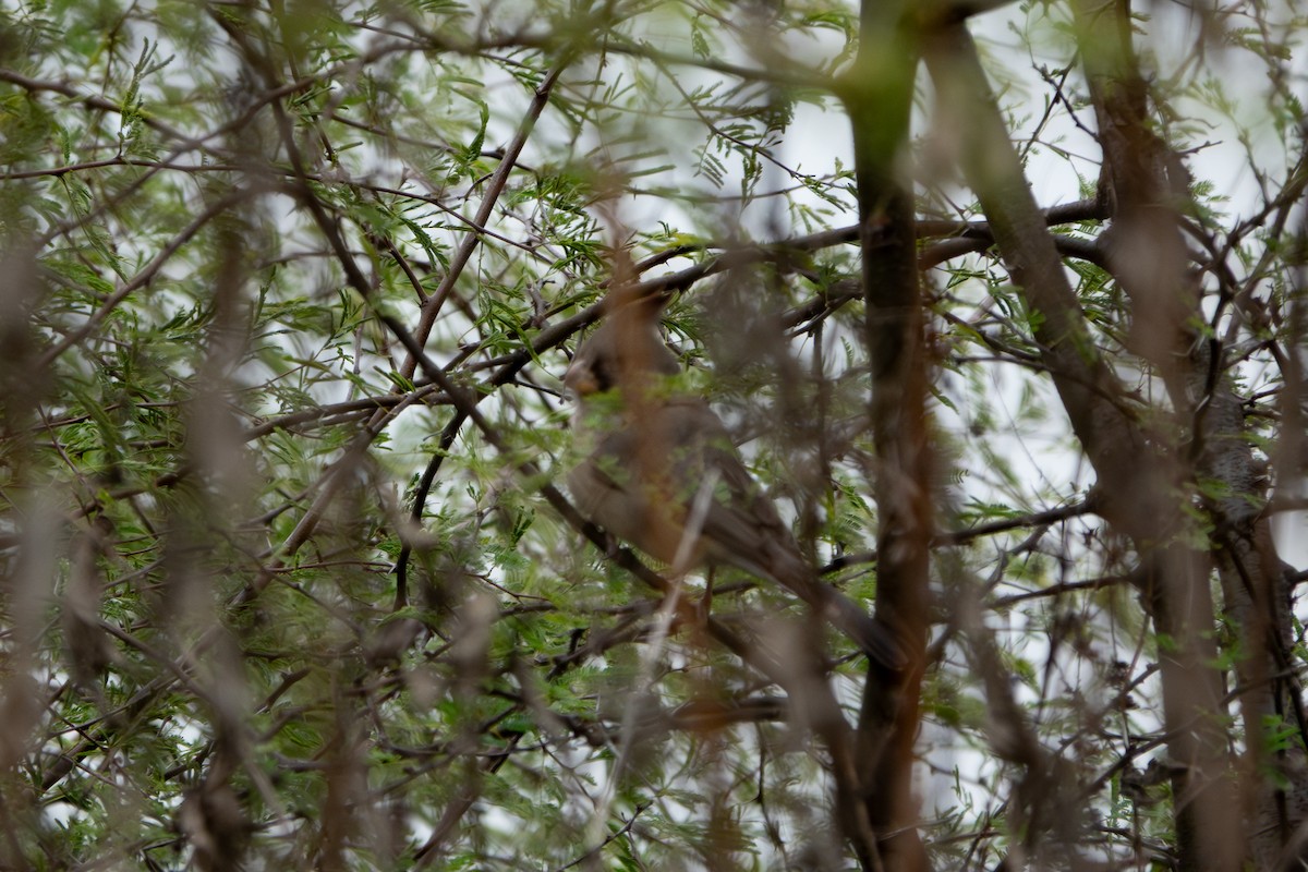 Pyrrhuloxia - ML646920854