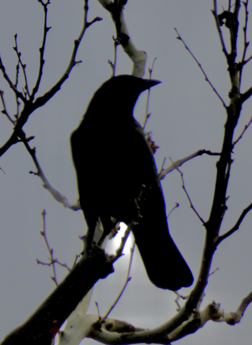 アメリカガラス - ML646920858