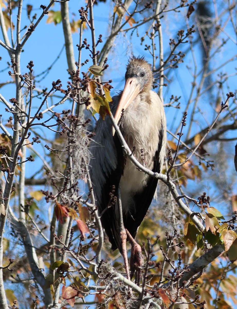 アメリカトキコウ - ML646920859