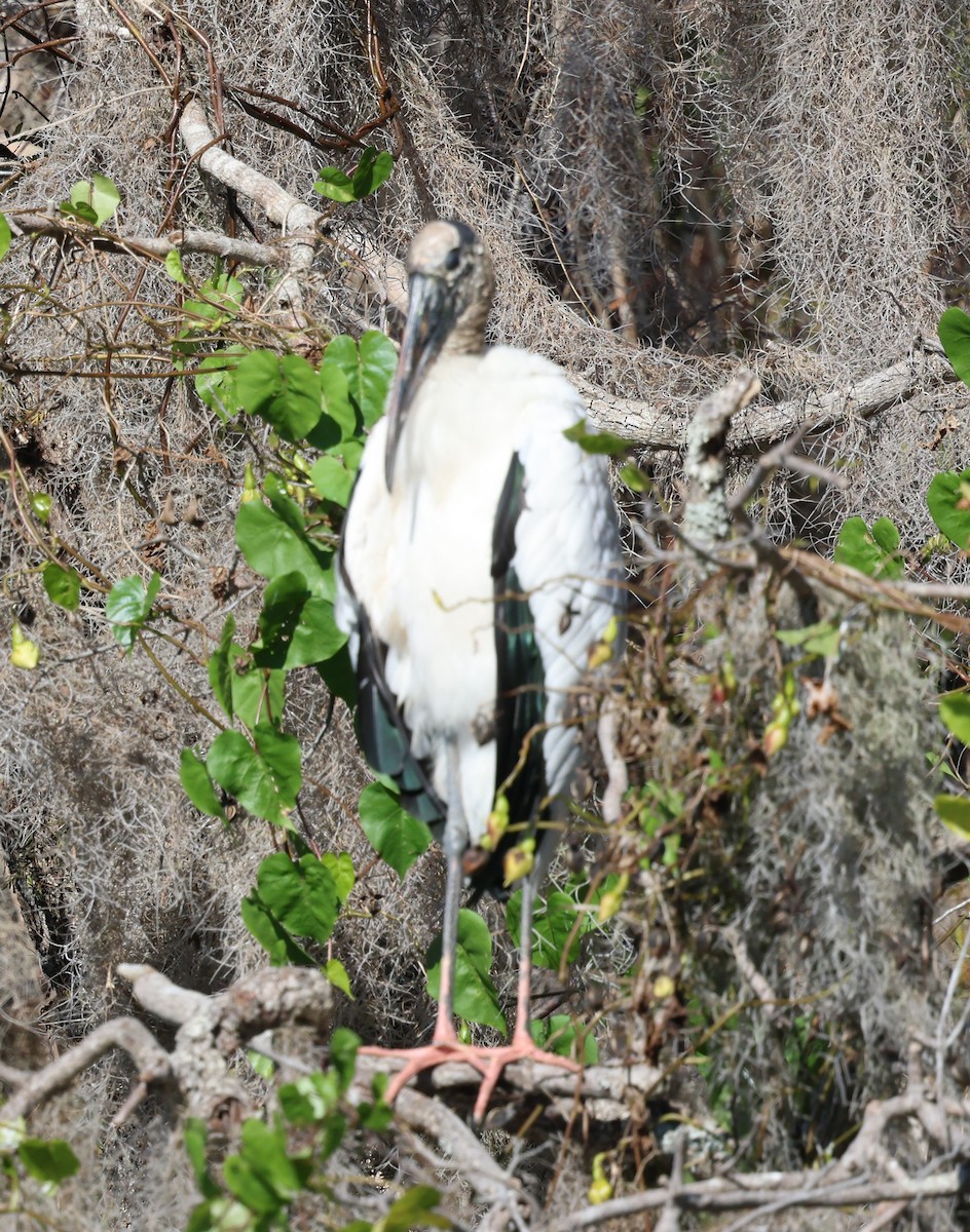 アメリカトキコウ - ML646920860