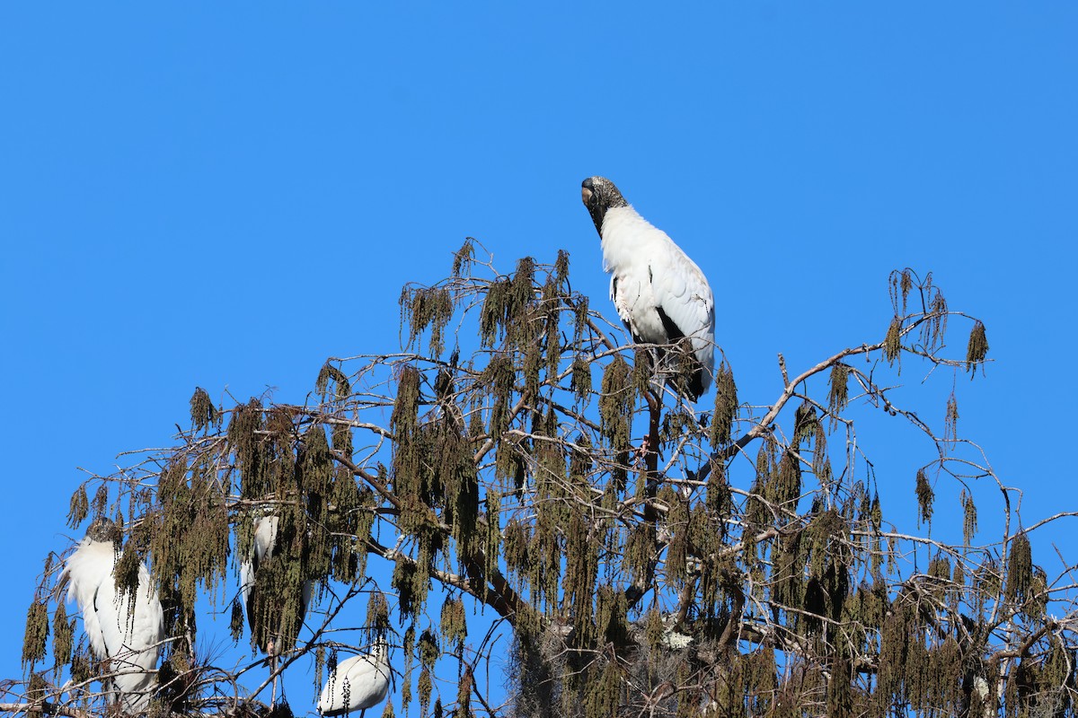 アメリカトキコウ - ML646920861