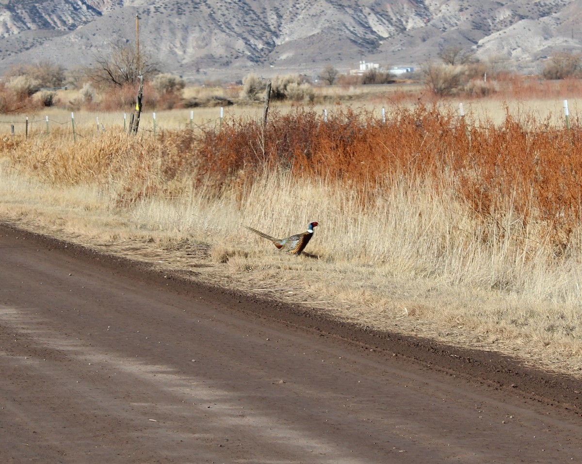 コウライキジ - ML646920862