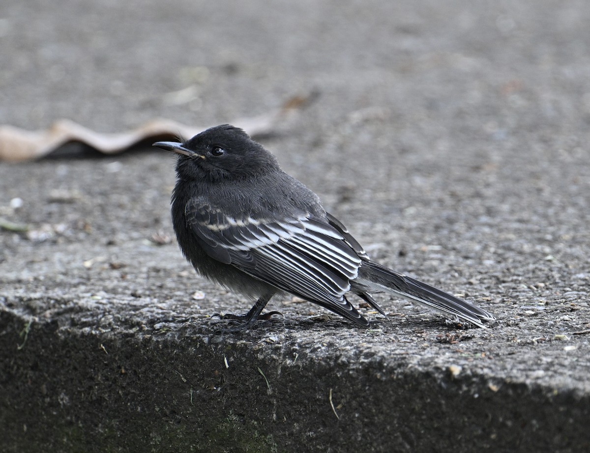 クロツキヒメハエトリ - ML646920863